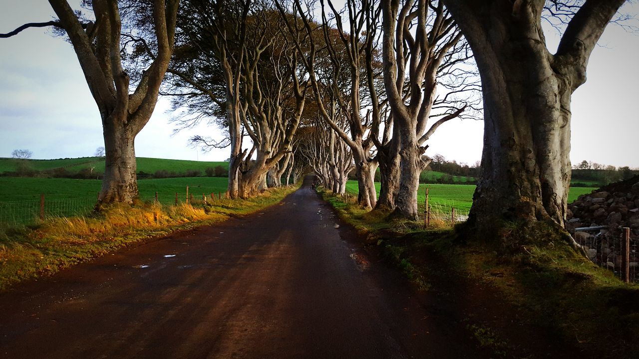 the way forward, diminishing perspective, tree, tranquility, vanishing point, tranquil scene, bare tree, landscape, road, nature, transportation, dirt road, country road, sky, field, scenics, beauty in nature, branch, tree trunk, long