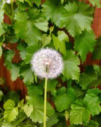 Close-up of dandelion flower