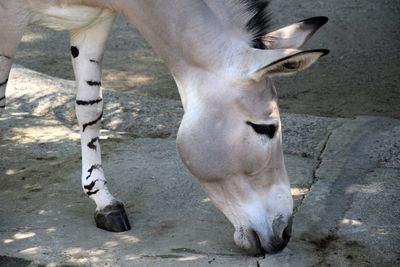 Close-up of cow standing outdoors