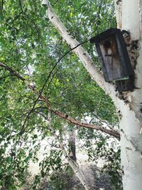 Low angle view of tree