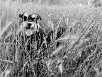 Portrait of dog on field