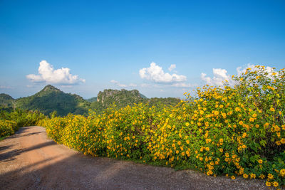 Yellow flowering plants by road against sky