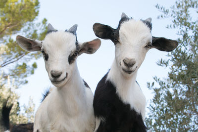 Portrait of beautiful baby dwarf goats