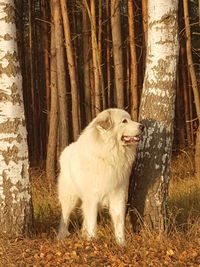 View of a dog in the forest