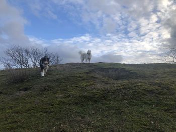 View of dog on field against sky