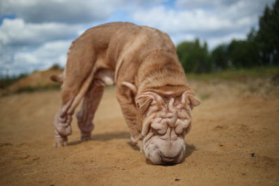 Tiger in a field