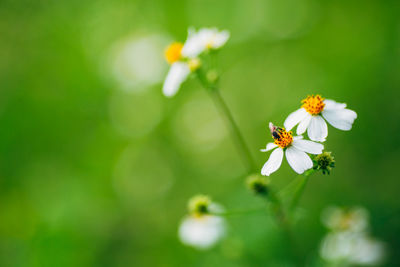 Close-up of insect on white flowering plant