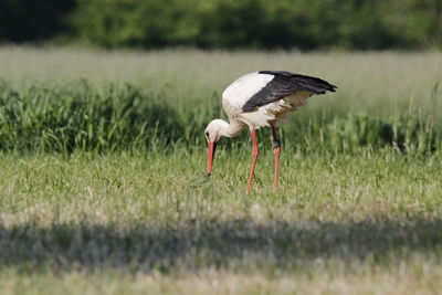 White stork foraging in a field in summer