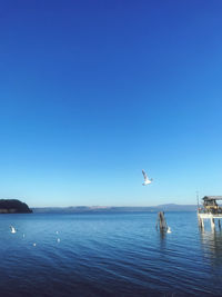 Seagull flying over sea against clear blue sky