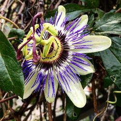 Close-up of purple flower