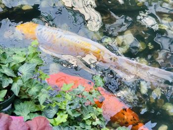 High angle view of koi carps swimming in sea