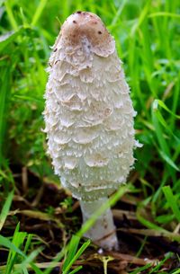 Close-up of mushroom