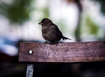 Close-up of bird perching on bench