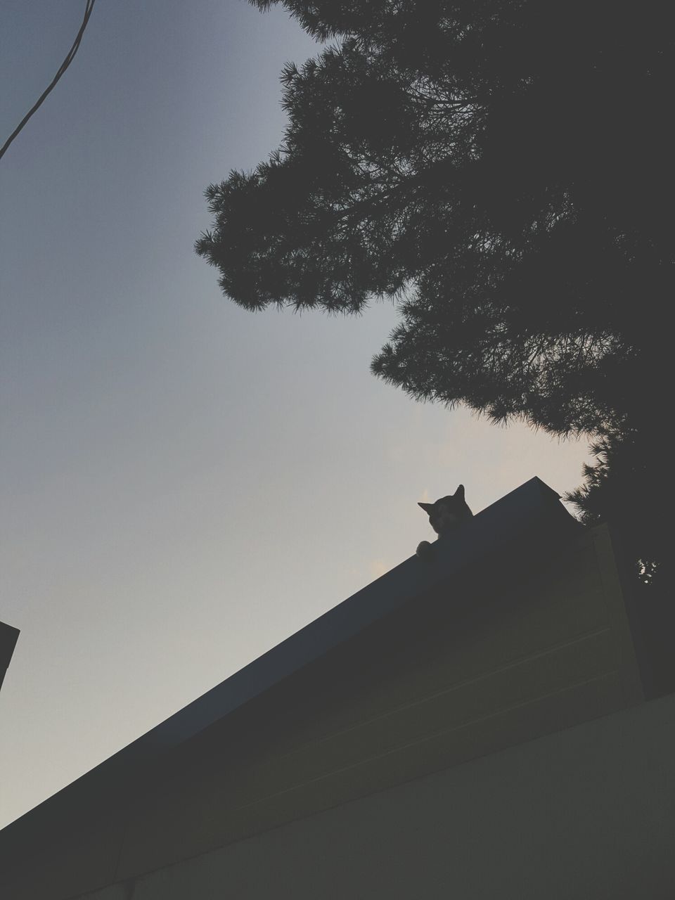 low angle view, silhouette, one animal, architecture, tree, built structure, no people, animal themes, domestic cat, building exterior, outdoors, day, sky, nature, bird, mammal