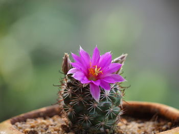 Close-up of pink flowering plant