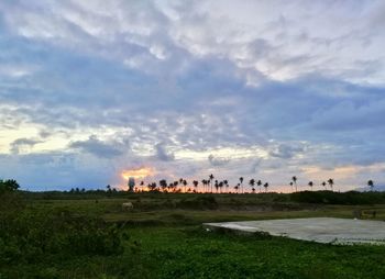 Scenic view of field against sky