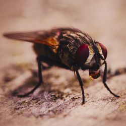 Close-up of fly