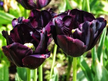 Close-up of purple tulip