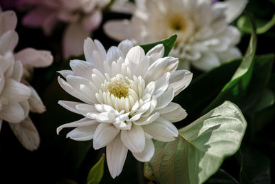 Close-up of white flowering plant