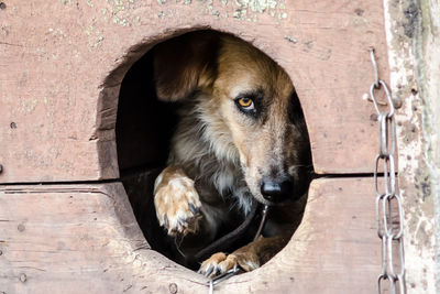 Close-up of a dog looking away