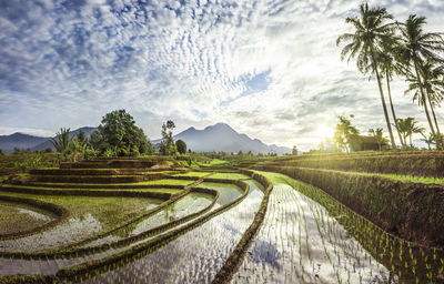 Morning beauty rice terraces of the growing season with blue mountains and warm morning sunshine