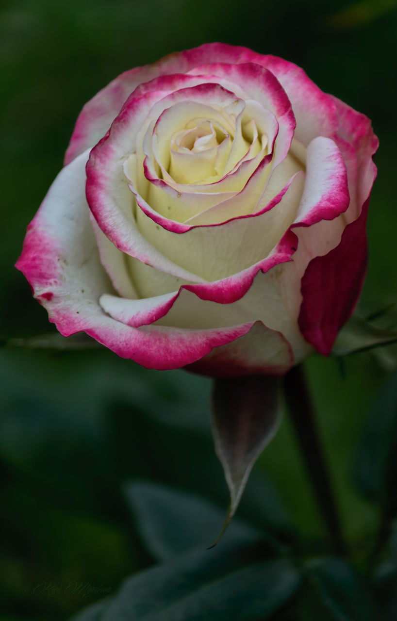 flower, petal, flower head, freshness, rose - flower, fragility, beauty in nature, close-up, growth, single flower, blooming, rose, nature, focus on foreground, pink color, plant, in bloom, single rose, blossom, selective focus