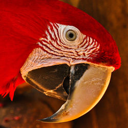 Close-up of bird