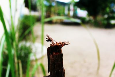 Close-up of horse perching on wooden post
