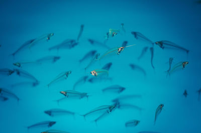 Close-up of fishes swimming in aquarium