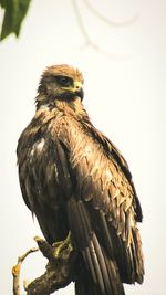 Low angle view of bird perching on wall