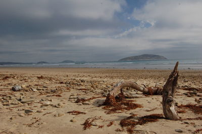 Driftwood on beach against sky