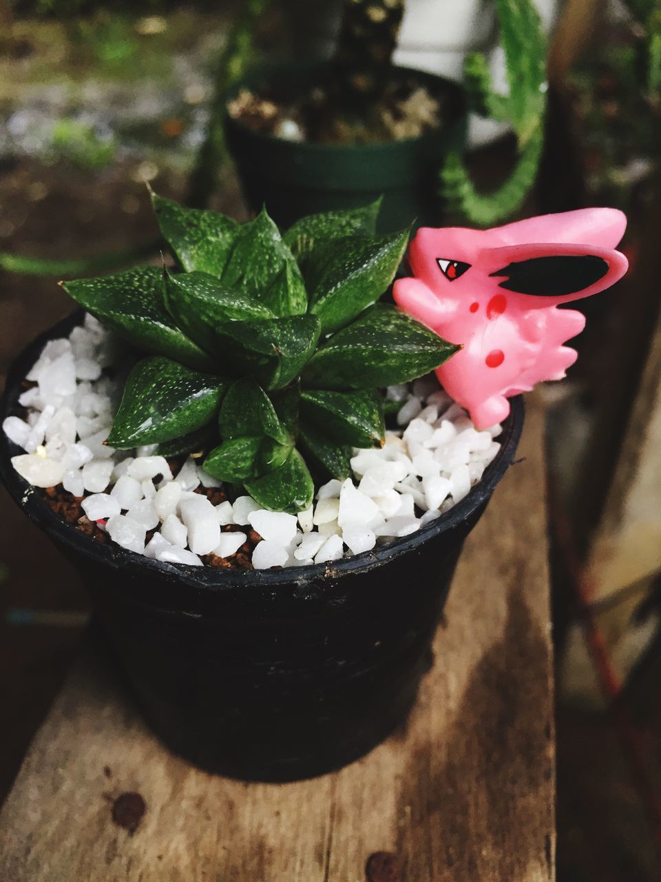 potted plant, leaf, high angle view, flower pot, close-up, growth, flower, freshness, pot plant, plant, nature, green color, in bloom, no people, focus on foreground, pink color, petal, botany, springtime, thorn