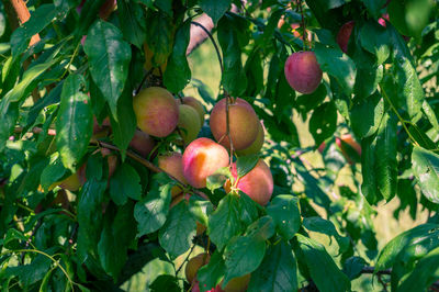 Close-up of fruits growing on tree