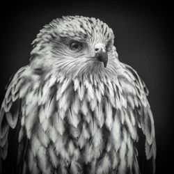 Close-up of eagle against black background