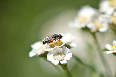 Close-up of bee on white flower