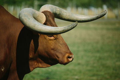 Close-up of a horse on field