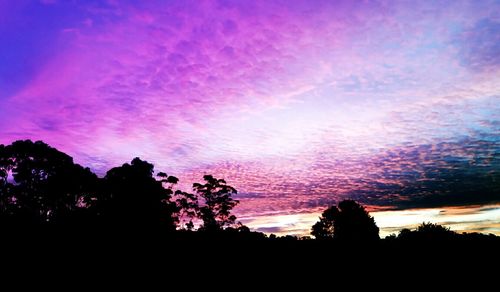 Silhouette of trees at sunset