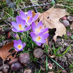 Close-up of purple flowers blooming in field