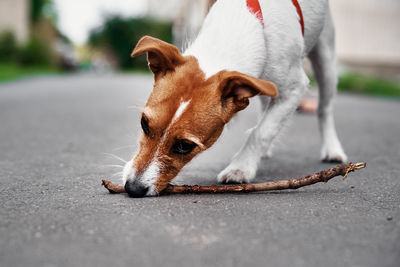 Jack russel terrier dog plays with wooden stick outdoors