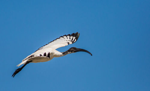 Low angle view of birds flying against clear blue sky