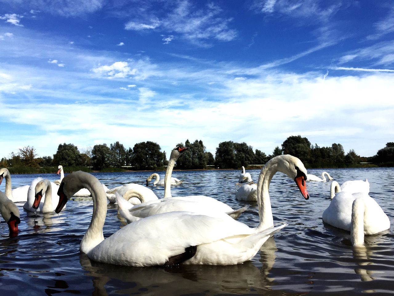 animal themes, animals in the wild, bird, wildlife, swan, water, swimming, sky, vertebrate, zoology, lake, white, tree, togetherness, floating on water, waterfront, nature, cloud - sky, sea bird, animal, cloud, water bird, animal behavior, flock of birds, sunny, mute swan, tranquility, beak, avian, beauty in nature, outdoors