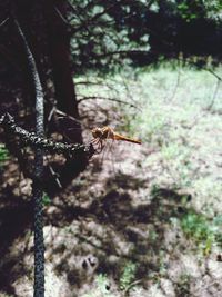 Close-up of insect