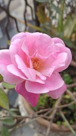 Close-up of pink flower