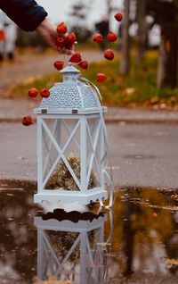 Cropped hand holding lantern with winter cherry over puddle outdoors