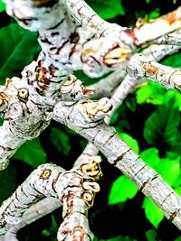 Close-up of tree trunk