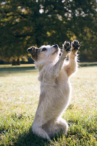 View of a dog on field