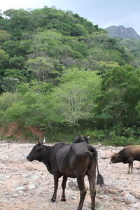 Horses on field against mountain