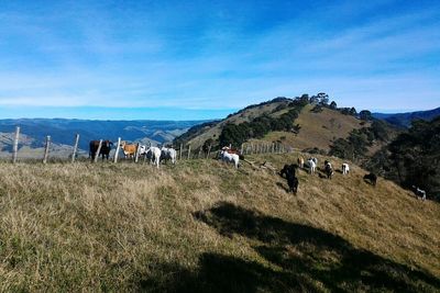 Cows grazing on mountains against sky