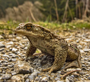 Close-up of lizard on rock