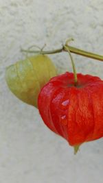 Close-up of red rose